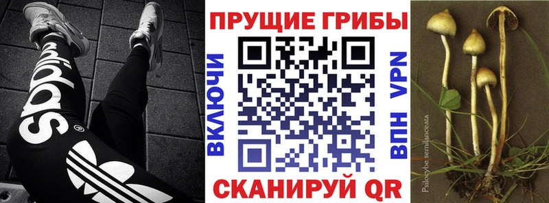 Галлюциногенные грибы Psilocybine cubensis  Гулькевичи 